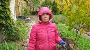 Посадка пионов осенью в открытый грунт.