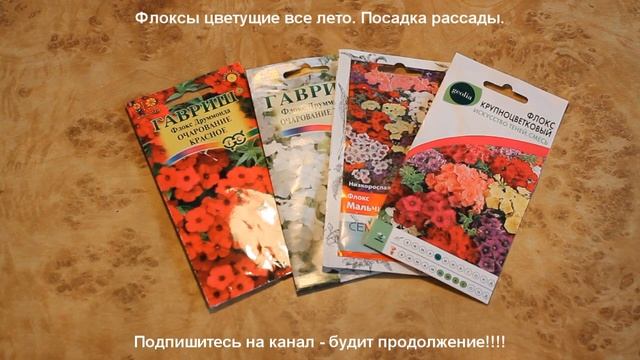 Флоксы из семян, цветущие все лето. Неприхотливые однолетники.