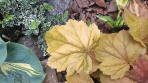 Гейхера Caramel менять свой окрас в конце июня