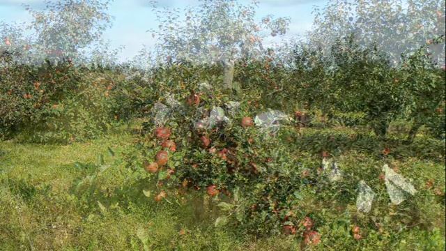 Сорт яблони РЕДКРАФТ (REDCRAFT)