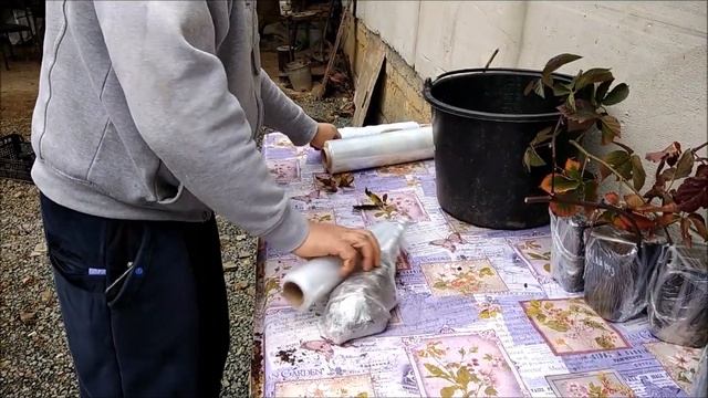 ЗАКАЗАТЬ САЖЕНЦЫ ПОЧТОЙ ИЗ КРЫМА.УПАКОВКА САЖЕНЦЕВ