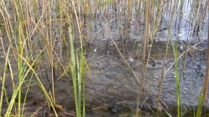 вода. волна. ручей. осень. релакс.