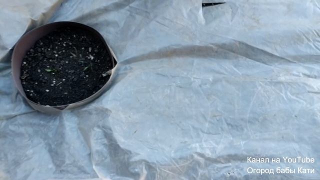 Как сделать клумбу с хостами без сорняков, быстро и просто своими руками! смотреть онлайн