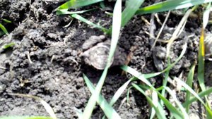 коп на Кубани