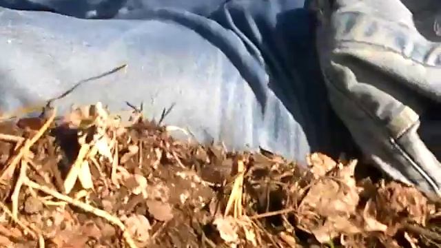 Грибы - Тополевая рядовка смотреть онлайн