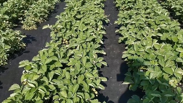 Клубника Сандра и Арианна, ждем налив ягоды! смотреть онлайн