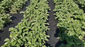 Клубника Сандра и Арианна, ждем налив ягоды!