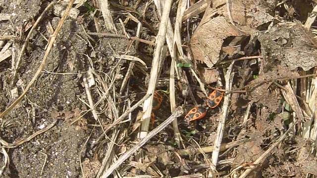 Клопы-солдатики смотреть онлайн