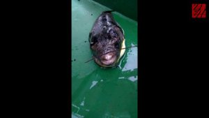 Сахалинцы выловили диковинную рыбину