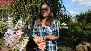 Гладиолусы в сентябре: сорта, уход, уборка.