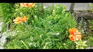 МАК- красивый ПРЕСТУПНИК! / мак восточный многолетний - желанный житель любой клумбы