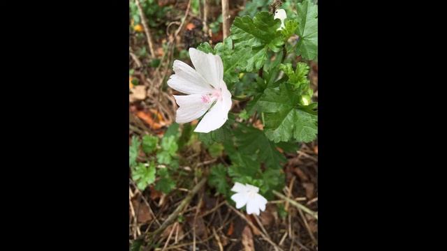 Malva moschata 2020 смотреть онлайн