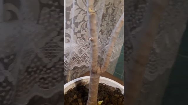 Драцена, как омолодить растение.
