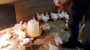 Выращивание бройлера росс-308.Суточный цыпленок бройлера росс-308.