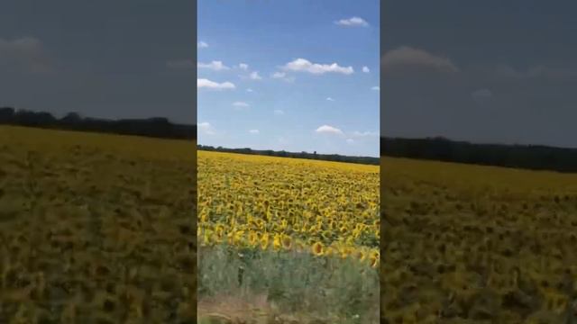 Around Ukraine in 80 days смотреть онлайн