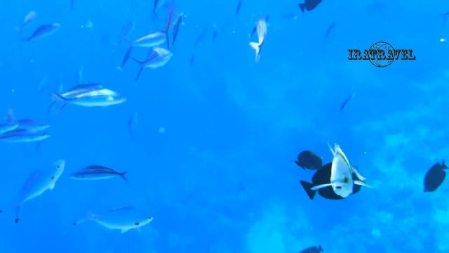 Amphoras Hotel Ex Shores Amphoras AMPHORAS BLU HOTEL Шарм-эль-Шейх Египет КОРАЛЛОВЫЙ РИФ