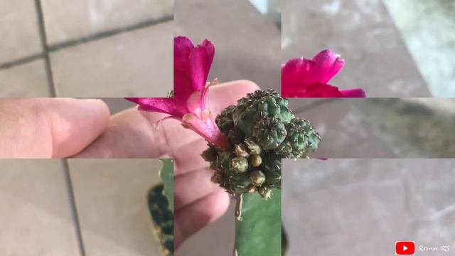 REBUTIA & ASTROPHYTUM Cactus Flowers | aug20 смотреть онлайн