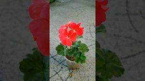 Пеларгония сорта Ю Ассоль