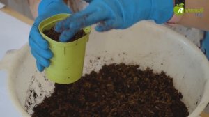 Посев перцев и баклажанов | Когда сеять на рассаду