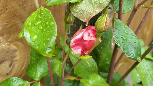 Floribunda Rose Nicole | First Buds and Blooms | #roses смотреть онлайн