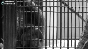 Как шимпанзе Хэм могут жить в открытом космосе, правда об их путешествии. Любопытство