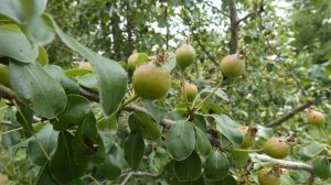 21 июля-Прокопьев день.Народные приметы.