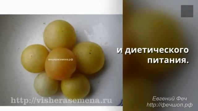 Желтоплодные и белоплодные сорта помидоров смотреть онлайн