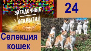 Кошки. Селекция 9500 лет. З/О_24.