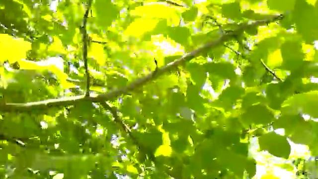 Яблоня секреты плодоношения-повышение урожайности яблонь часть 2