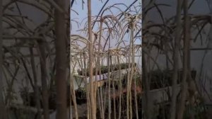 Саженцы Энгельсского Гагаринского плодопитомника