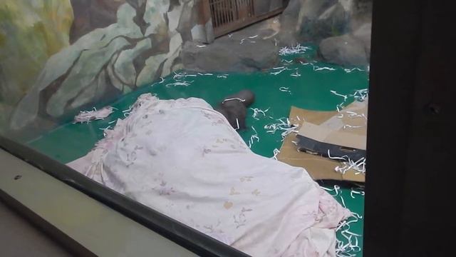 игра обезьяны в Новосибирском зоопарке