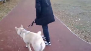 Дрессировка собаки  хаски команде "лежать" в движении "рядом".