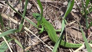 Зеленая ящерица (1)