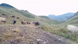 Чираг. АГУЛЬСКИЙ РАЙОН.  Много коров