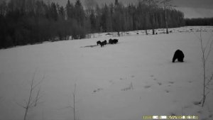 видео с камеры в лесу #охота #медведь #кабан