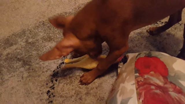 Щенок чирнеко смотреть онлайн