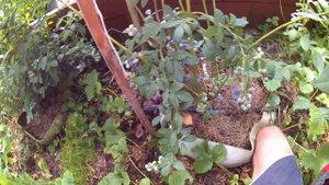 Голубика сорт Патриот . Урожайность и краткое описание сорта .