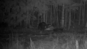 Огромный кабан-секач (охота с вышки без выстрела)