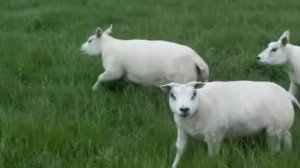 Beltex Shearling ewes