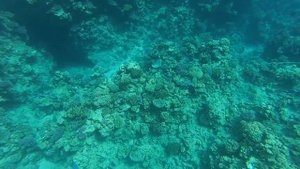 Гигантский Каранкс. Hilton Sharks bay.  Рифы Красного моря