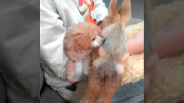 Пудель с чихуа