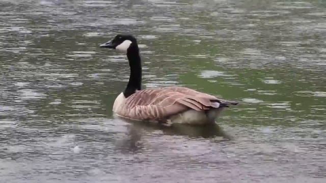 Почему в Канаде и США запрещено собирать дождевую воду? смотреть онлайн