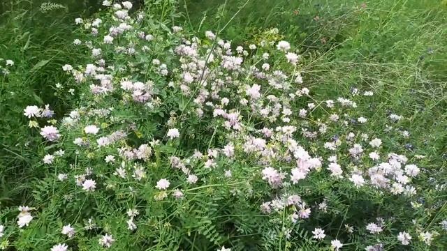 17 июля народный праздник Андрей Налива. ДЕНЬ АНДРЕЯ смотреть онлайн