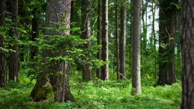 Пение птиц ,для релаксации,сна, медитации смотреть онлайн