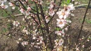 Зацвела ВОЙЛОЧНАЯ ВИШНЯ! Красивое, нежное растение!