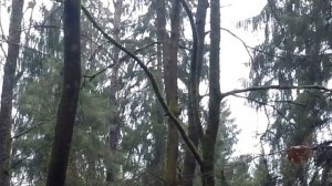 Вешенки в подмосковье 2021: поход за грибами поздней осенью/ фламмулина (опенок зимний) уже есть!