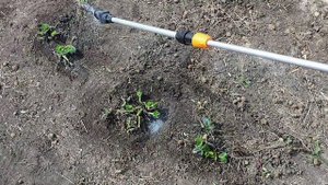 Уход за клубникой весной 2022 Первое что я делаю в начале весны для хорошего урожая клубники