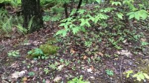 Trail Plants 5/24/17