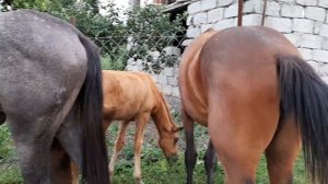 Открытый перелом у лошади 🐎!!! #лошадь #перелом #природа