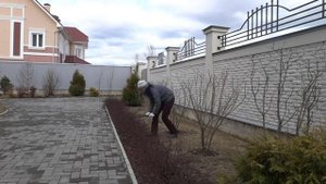 Обрезка кустарников. Бордюр. Барбарис Тунберга
